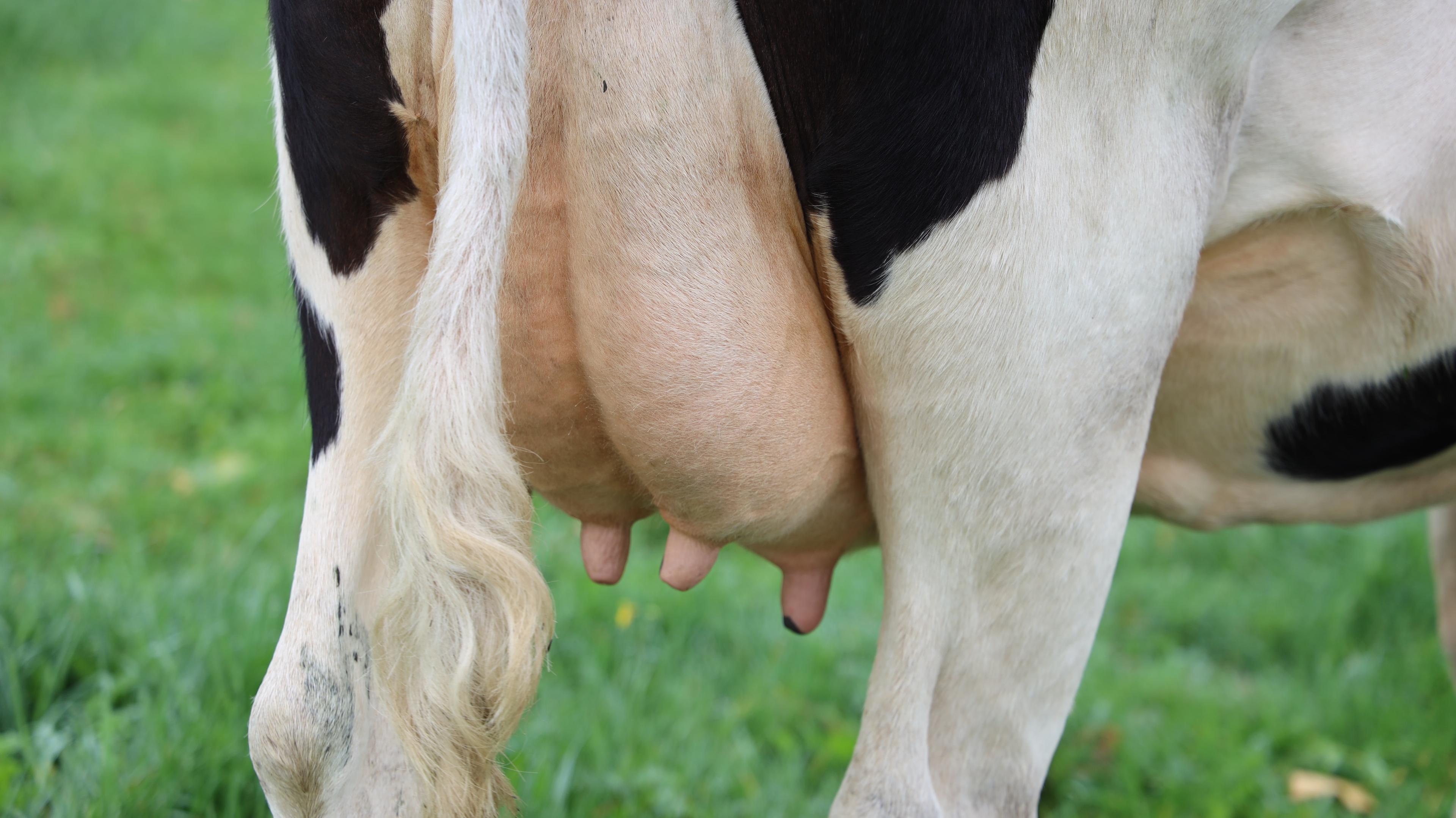 Milk yield depends on Healthy and stress-free cows