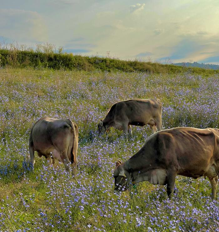 Chewing activity is the best indicator of cow's health