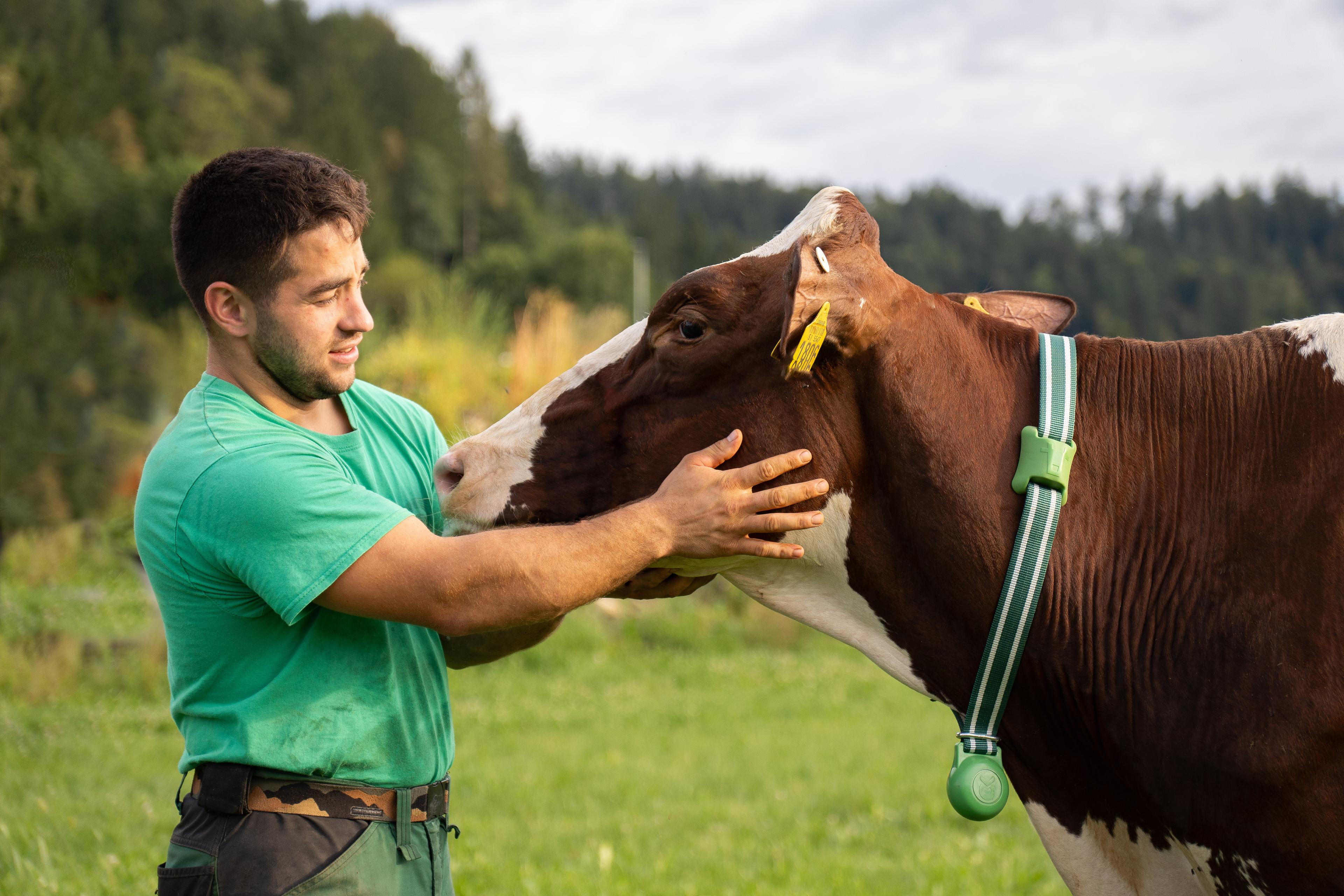 MooHero monitors the well-being of the cow