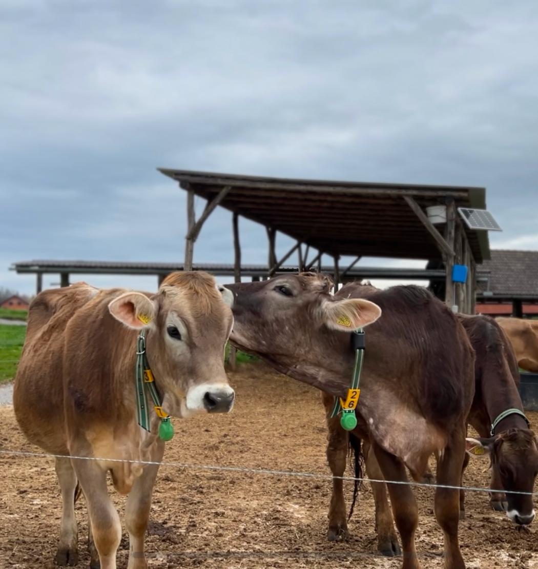 Detect mastitis and other health issues early