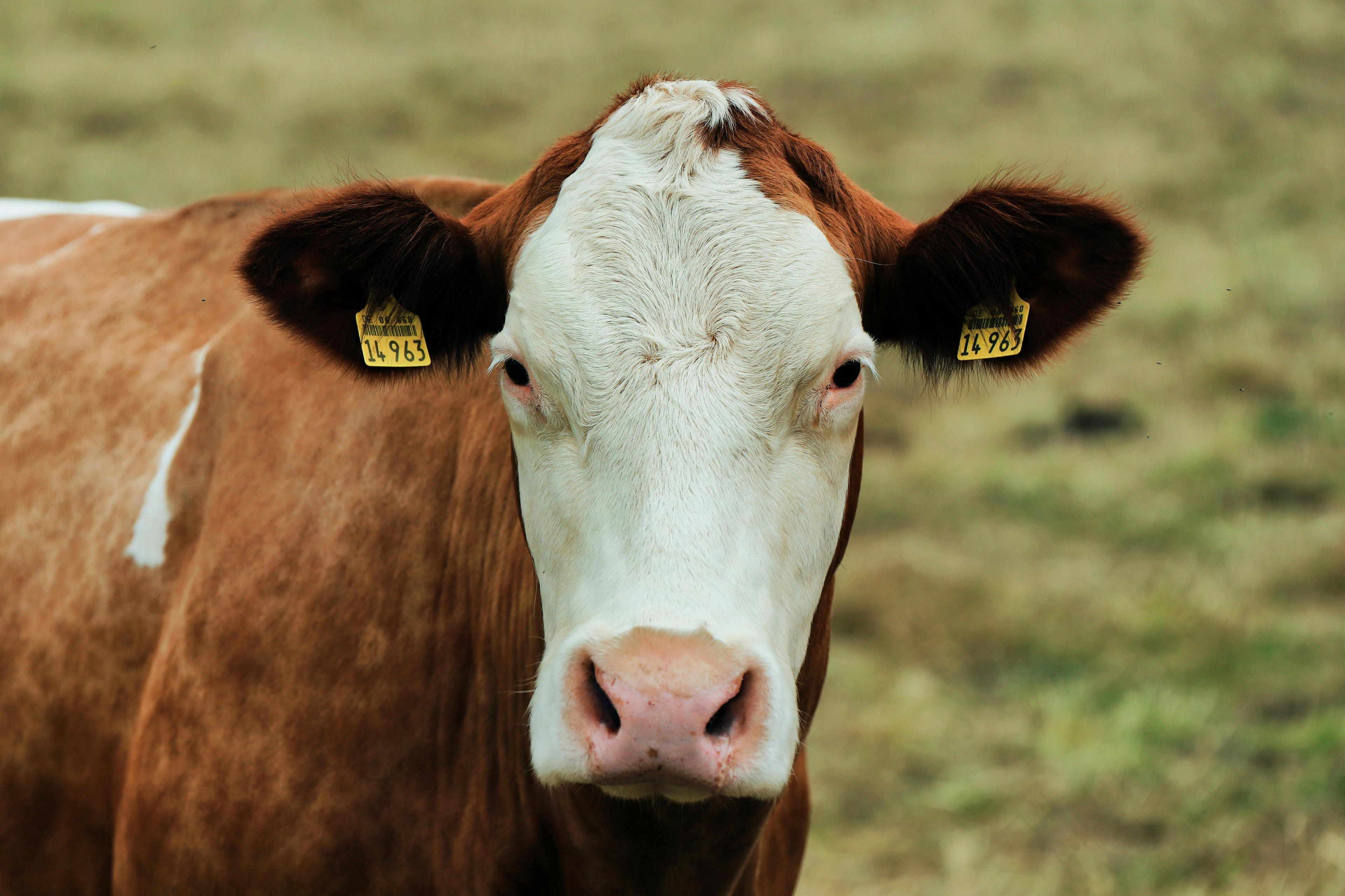 Beef cattle benefit from MooHero too